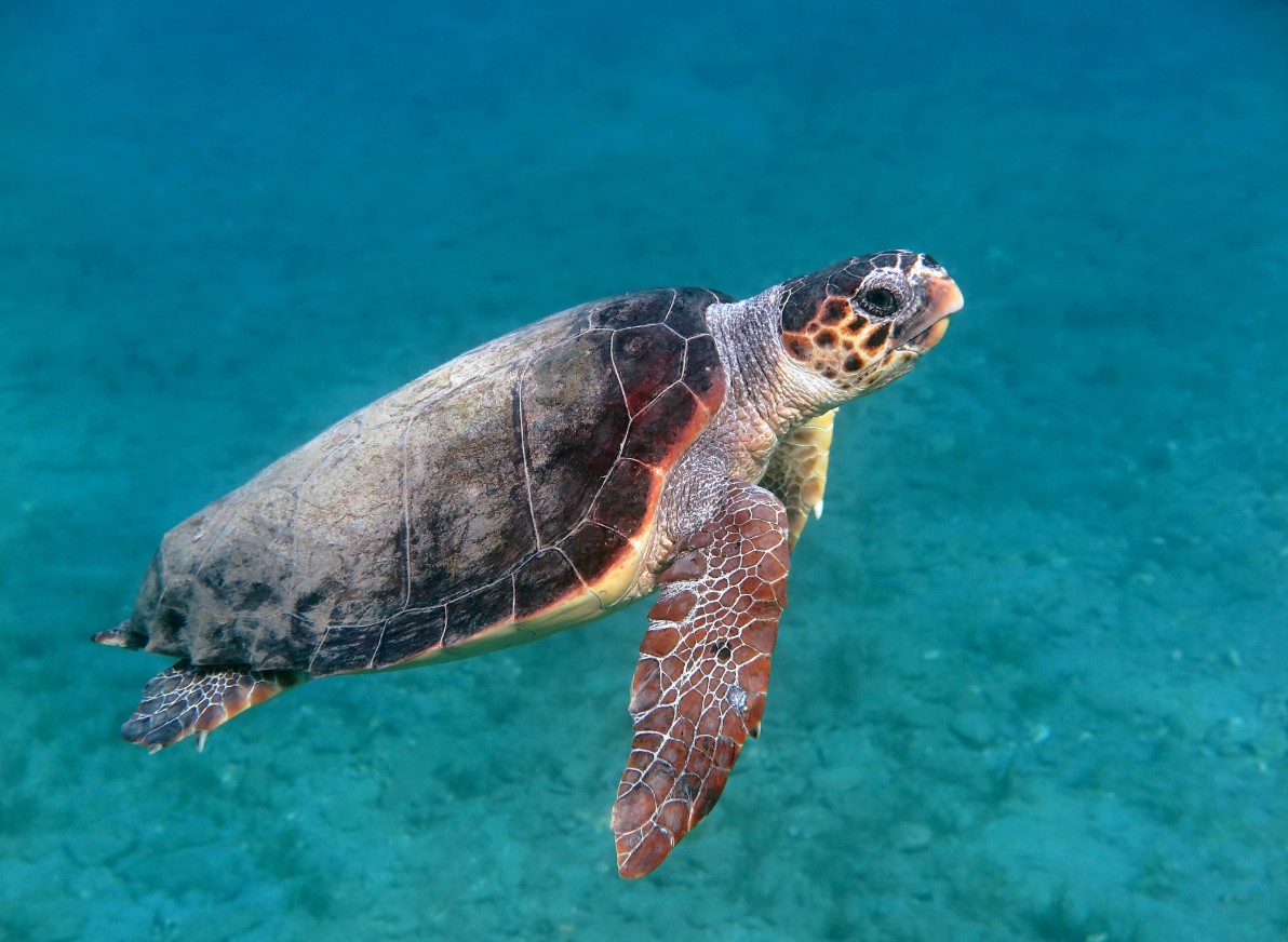 Caretta caretta, tortue caouanne, nature, faune